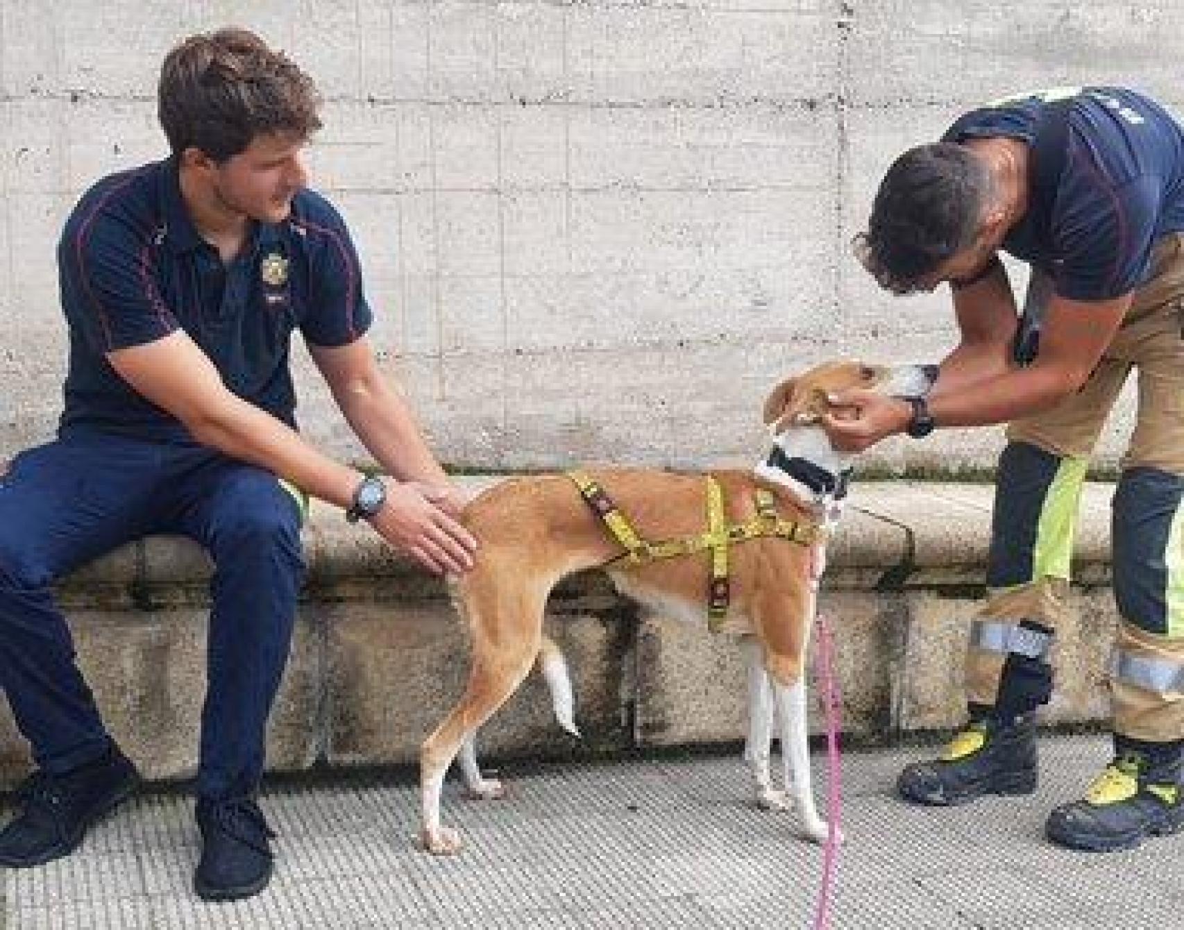 El perro accidentado, junto a los Bomberos de Burgos