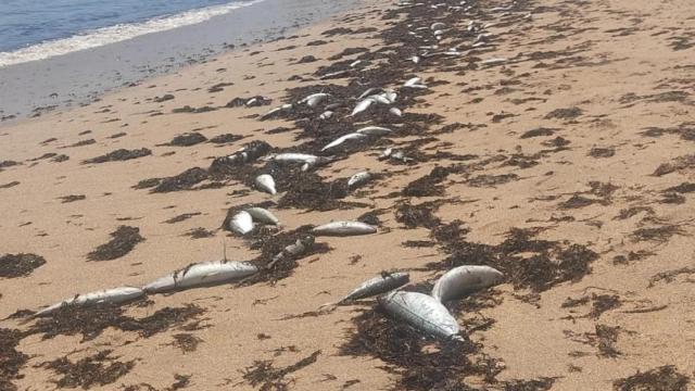 Peces muertos en la orilla de la playa de Marisucia en Los Caños de Meca.