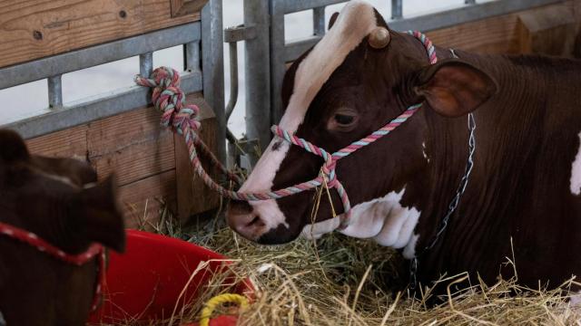 Una vaca en la feria de ganado de West Allis, Wisconsin. REUTERS/Jim Vondruska