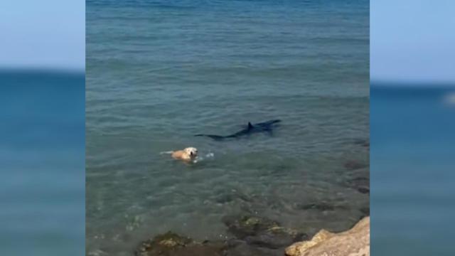 Fragmento del vídeo en el que un perro persigue a un tiburón en Dénia.