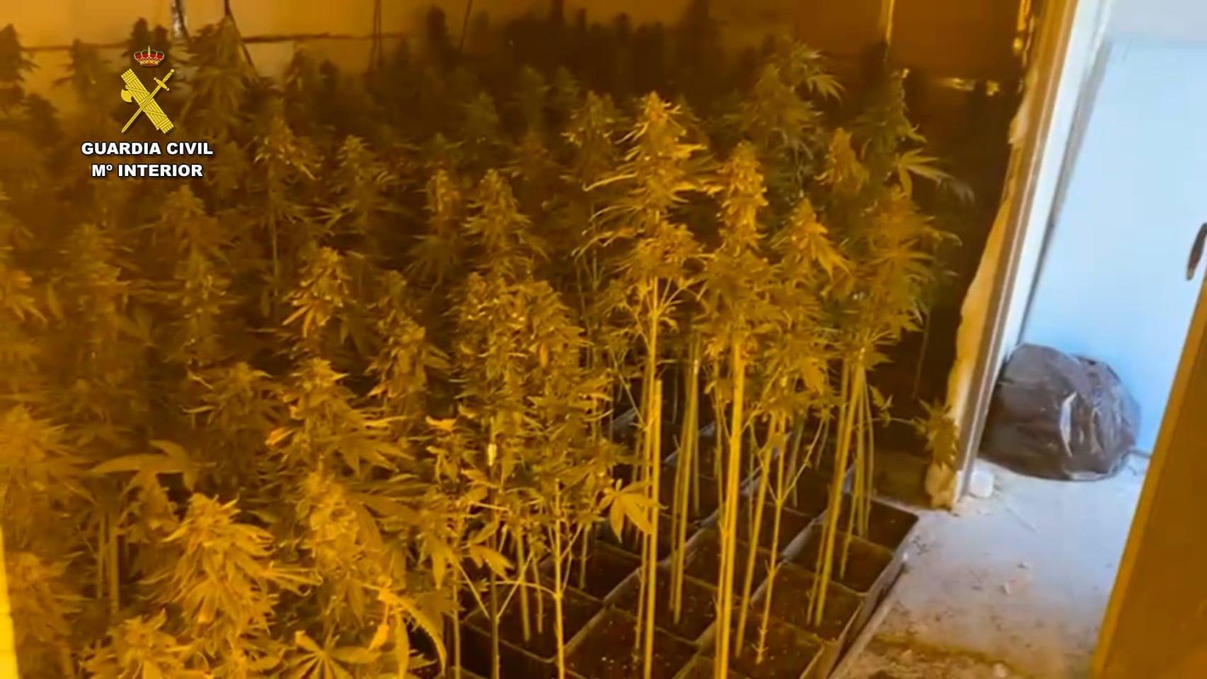 La plantación de marihuana en el interior de la vivienda en Rueda de Jalón