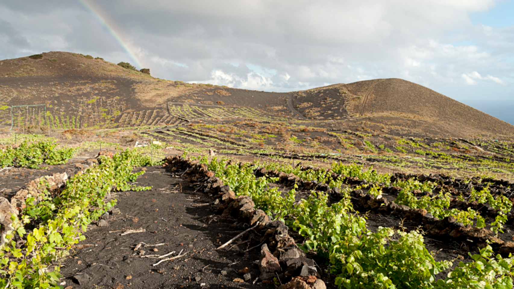 Tres bodegas para conocer la tradición vinícola de la Palma: así son sus vinos de suelos volcánicos