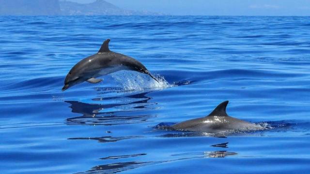 Unos delfines saltan en la superficie del mar