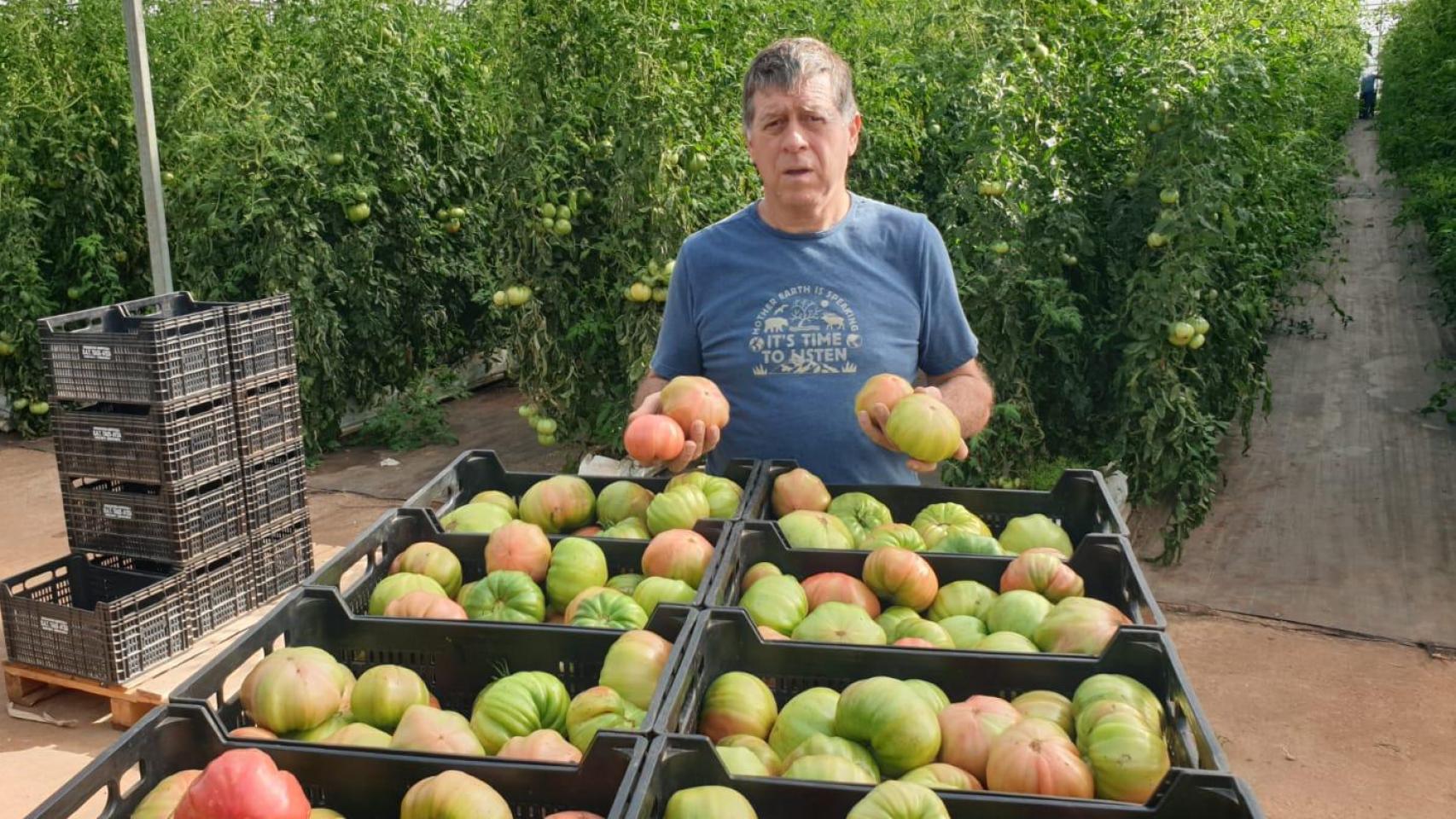 Francisco Taus, un productor de tomates de Benicarló (Castellón).