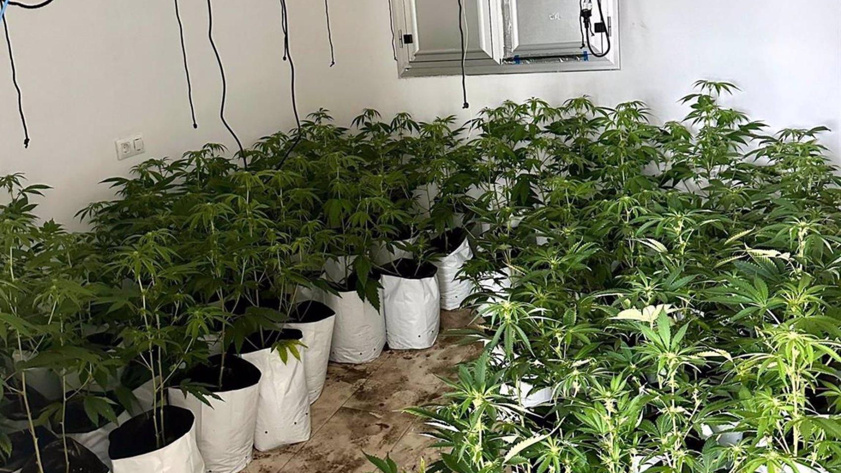 Plantas de marihuana encontradas en la vivienda.