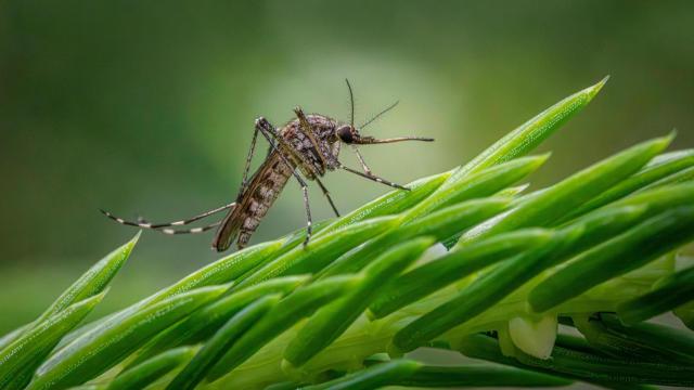 Uno de los mosquitos que transmite el Virus del Nilo.