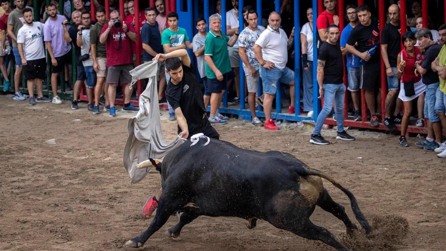 Bous al Carrer en la localidad castellonense de L'Alcora.