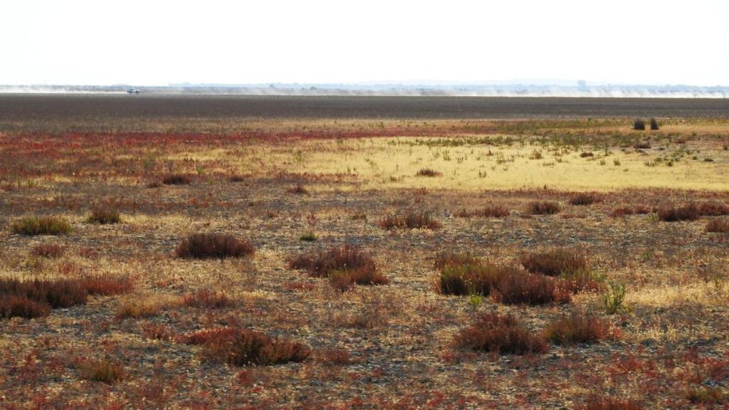 Sequía en el Parque Natural de Doñana.