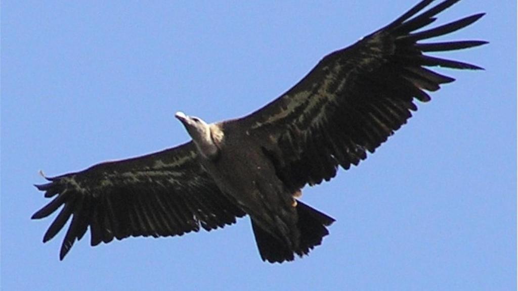 El vuelo del buitre leonado en los acantilados del Duero