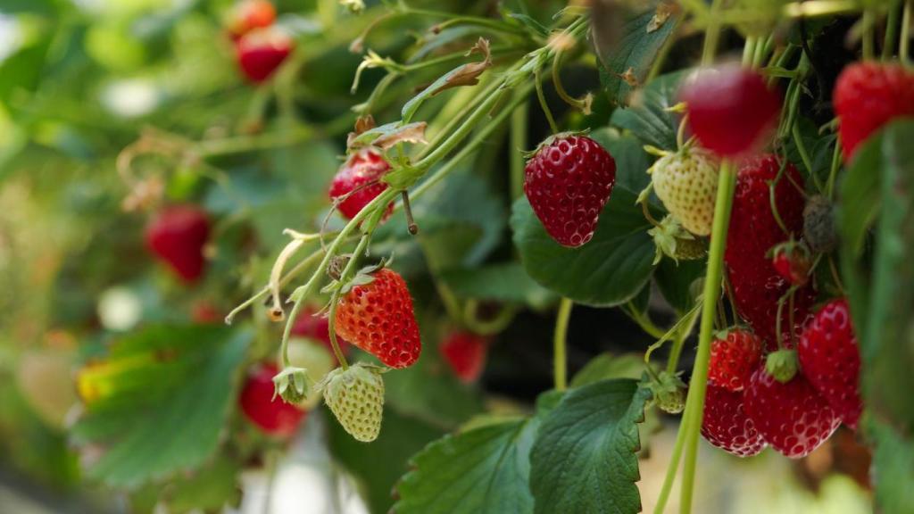 Campos de fresas.