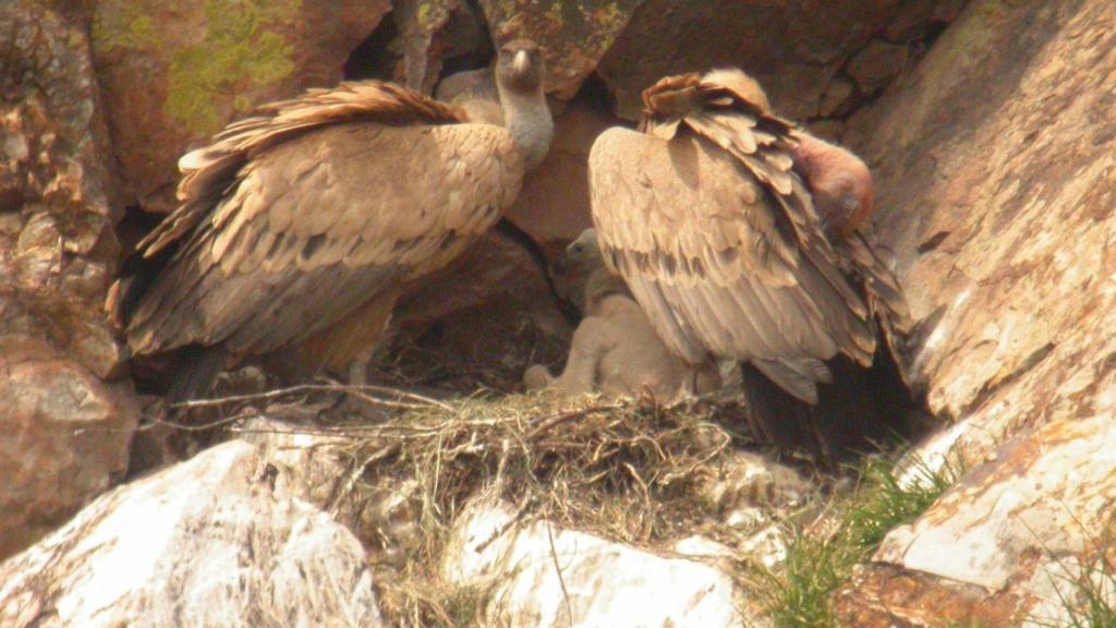 Buitres leonados en los cañones del Duero