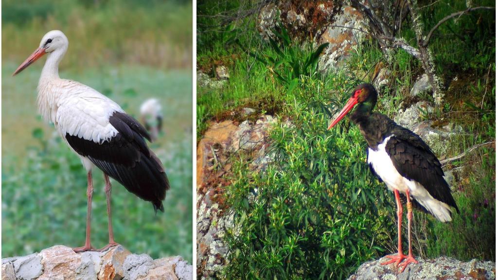 Cigüeñas blanca y negra en la dehesa salmantina