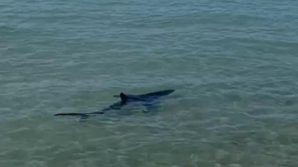 El tiburón fallecido en aguas de Dénia este fin de semana.