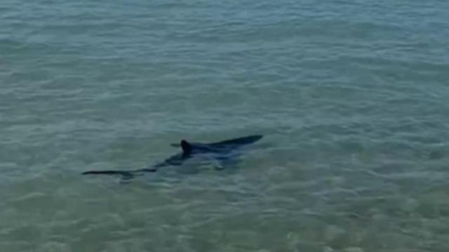 El tiburón fallecido en aguas de Dénia este fin de semana.