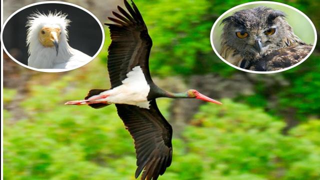 El majestuoso vuelo de la cigüeña negra, junto a un alimoche y un búho real