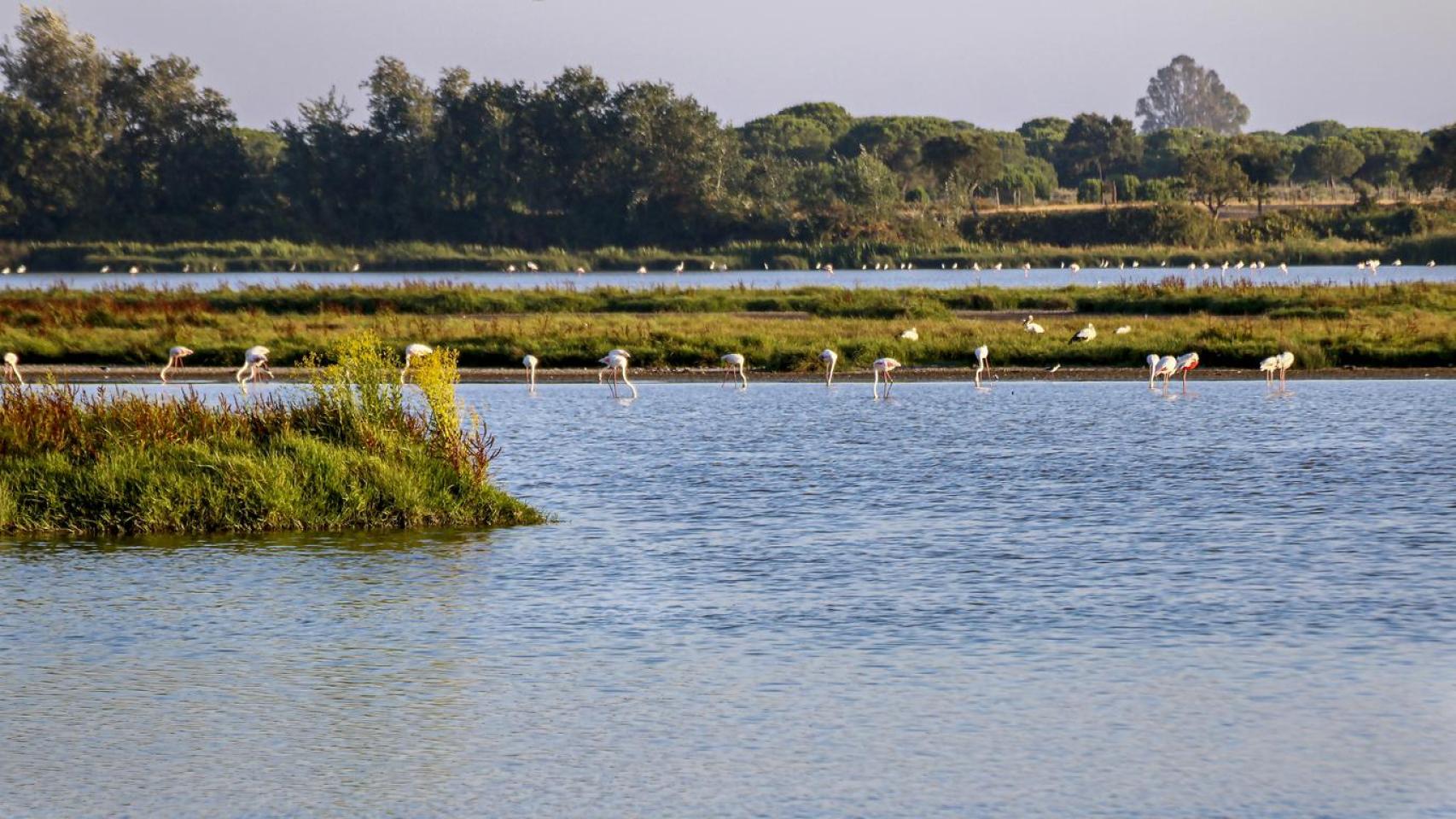 Manada de flamencos en el Parque Natural de Doñana.