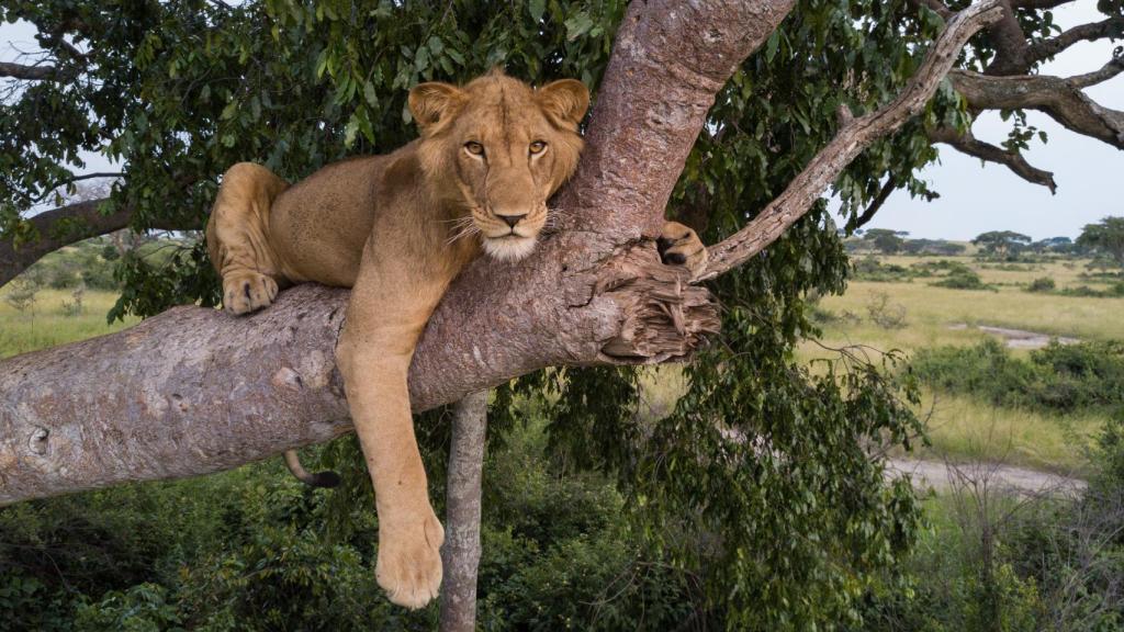 Uno de los leones trepadores de árboles de Uganda