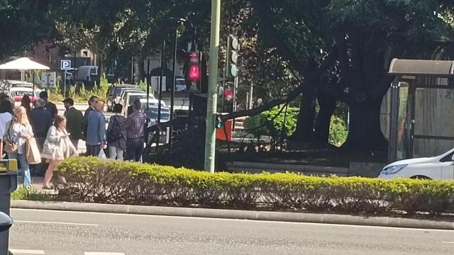 Cae la rama de un árbol en la avenida Alcalde Pérez Ardá en A Coruña