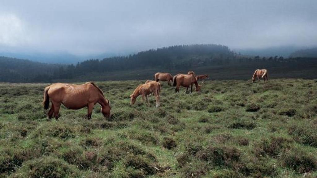 Un grupo de caballos se alimenta en el monte