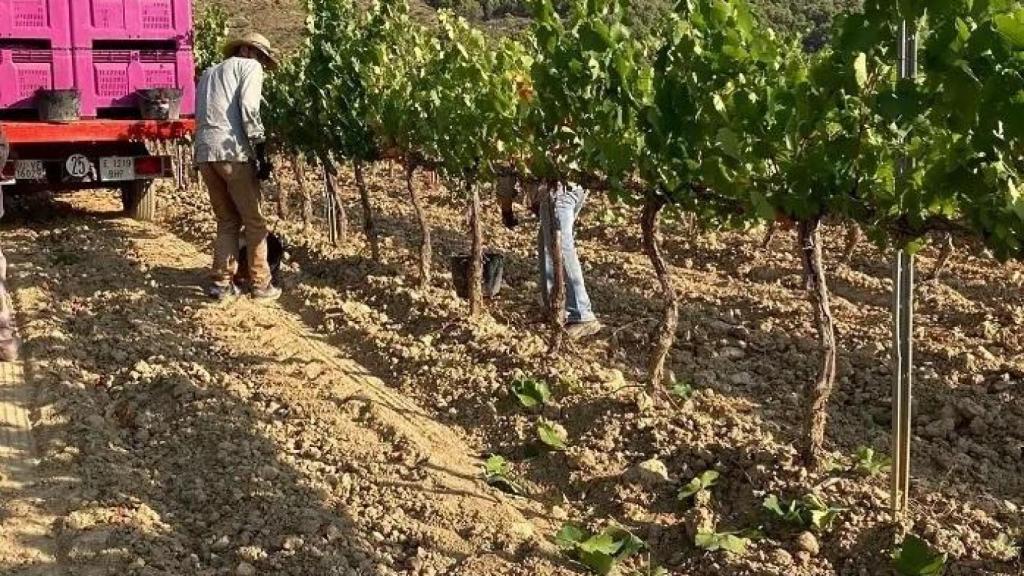 El Gobierno de Aragón va a tener en cuenta el número de hectáreas afectadas, con un máximo de 100 hectáreas, y dará mayor cantidad a los jóvenes