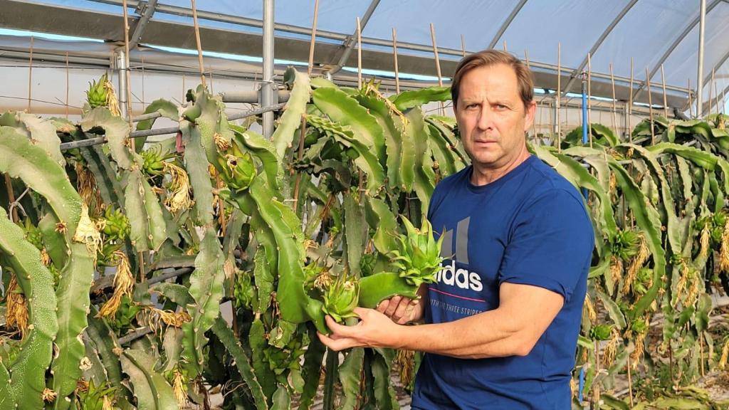 Vicente Miralles comenzó a cultivar pitayas hace seis años para diversificar cultivos.