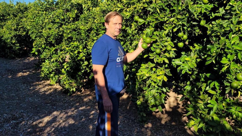 Vicente Miralles se ha dedicado toda la vida al cultivo de cítricos.