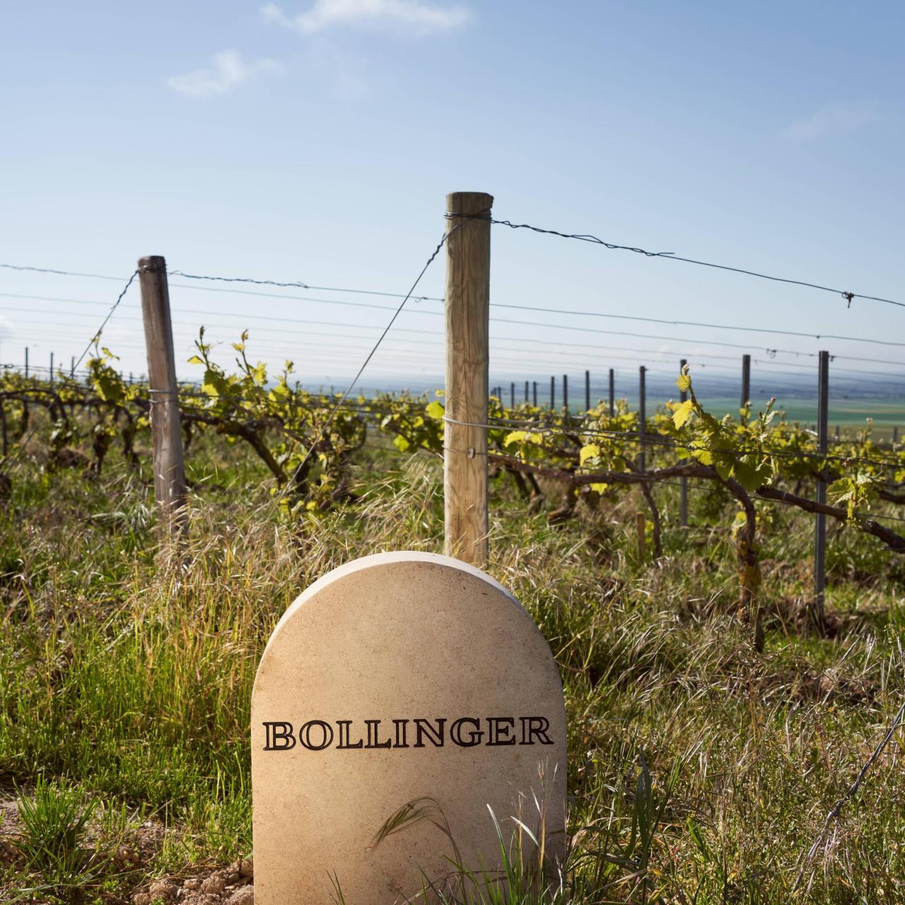 Viñedos de Bollinger en Ay.