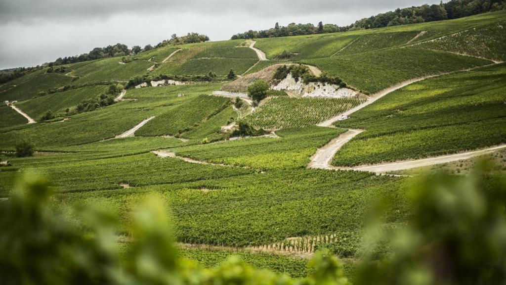 El viñedo de la Côte aux Enfants en Ay.