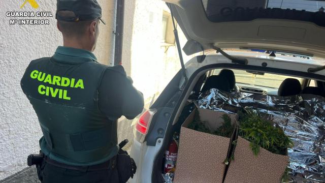 La Guardia Civil con las plantas de marihuana