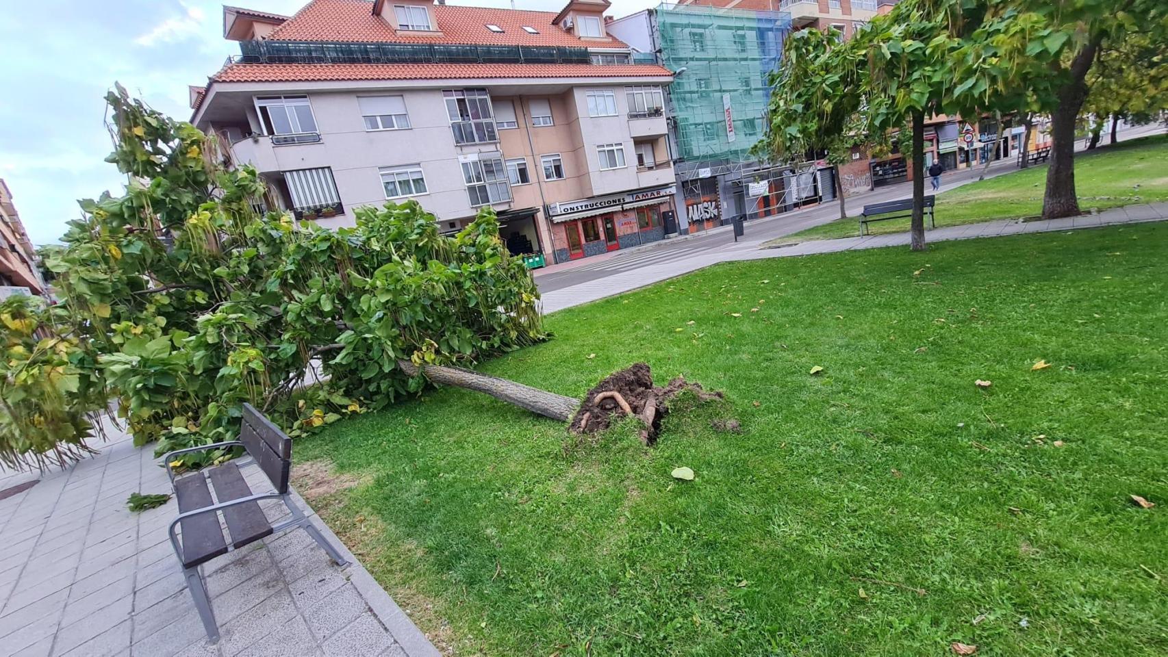 Árbol caído en las inmediaciones del colegio Sancho II