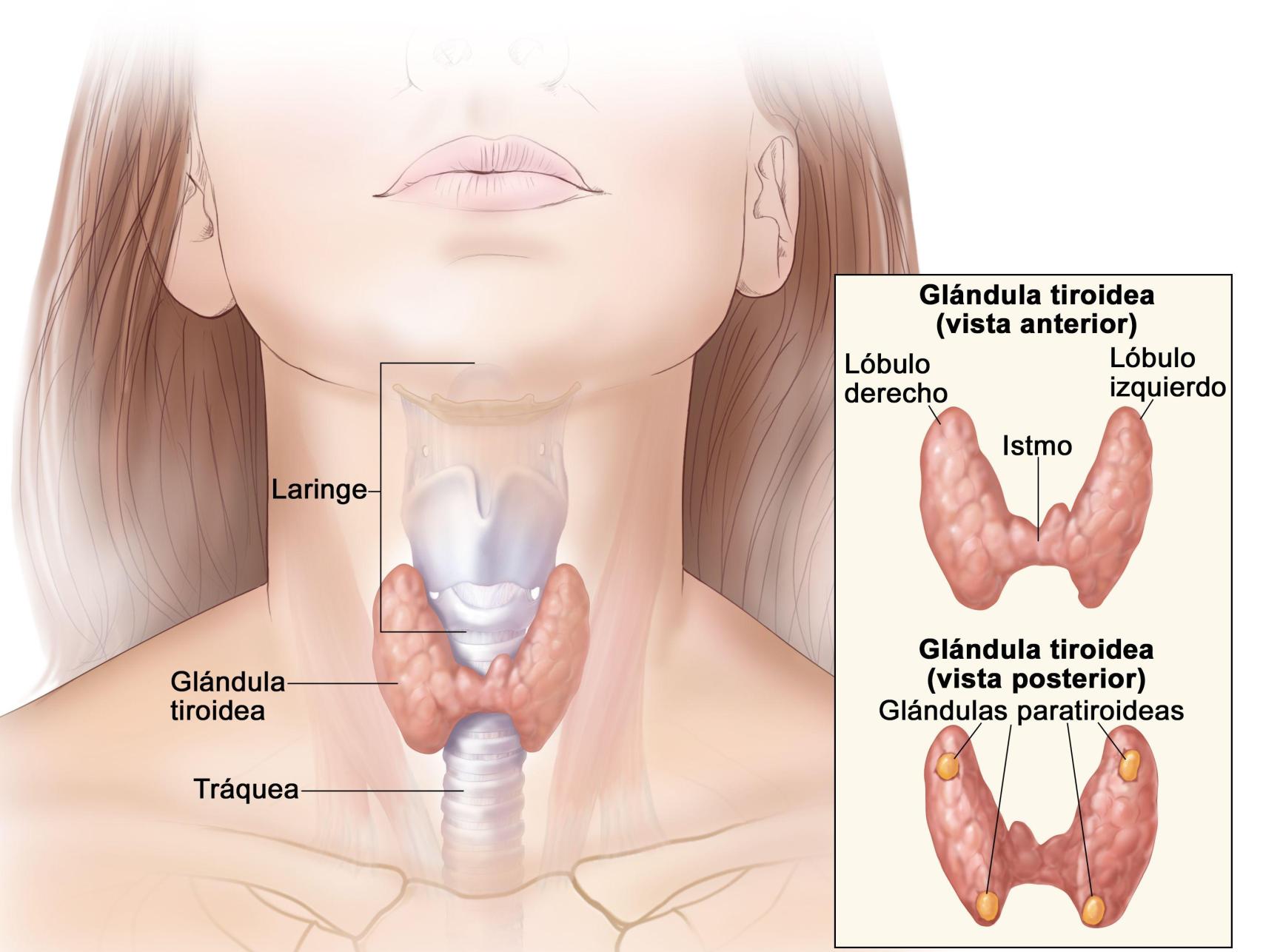 Glándula tiroidea: dibujo anatómico explicativo