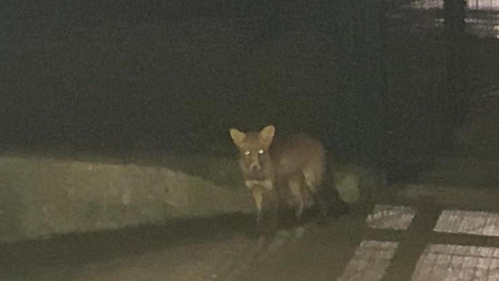 Un zorro en Los Rosales, en A Coruña