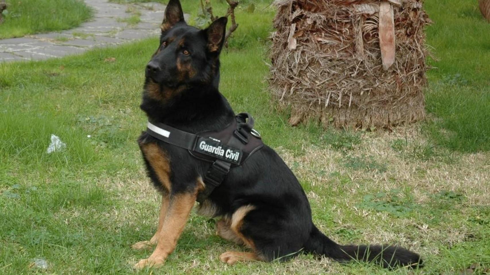 Donald, el perro de oro de la Guardia Civil de Zamora, se jubila después de 11 años