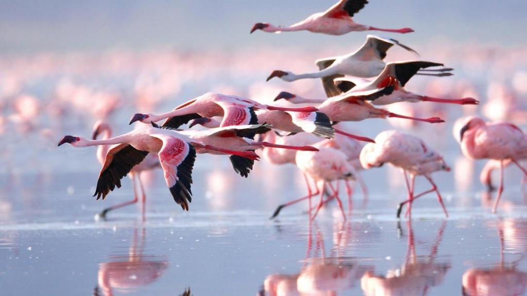 Flamencos alzando el vuelo.