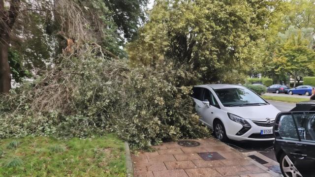 Árbol caído con el temporal Aitor