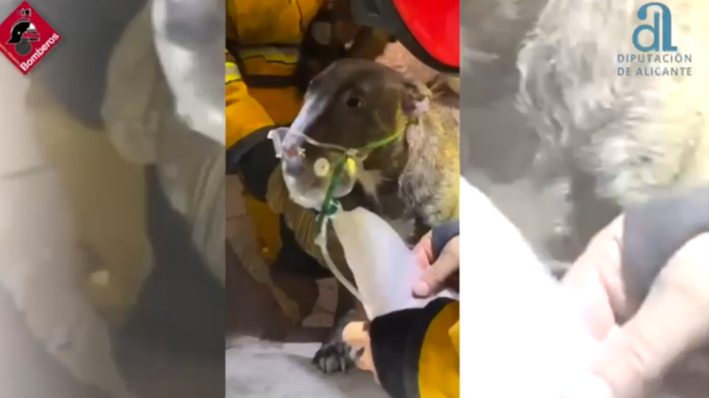 El perro, un 'bull terrier' tuvo que ser reanimado por los bomberos.