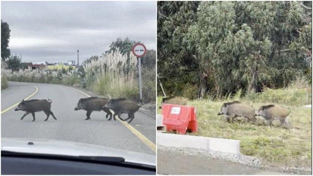 Jabalíes cruzan la carretera cerca de Marineda City en A Coruña.