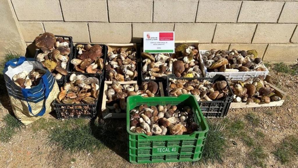 Parte de los boletus decomisados por la Guardia Civil en Soria