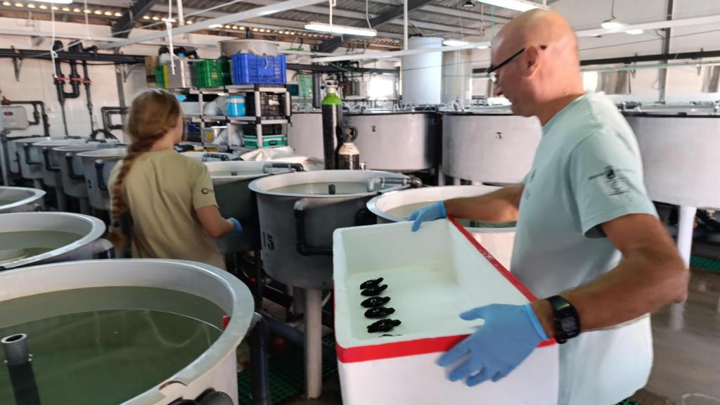 El veterinario Fernando Escribano se prepara para devolver las crías de tortuga a sus tanques de agua.