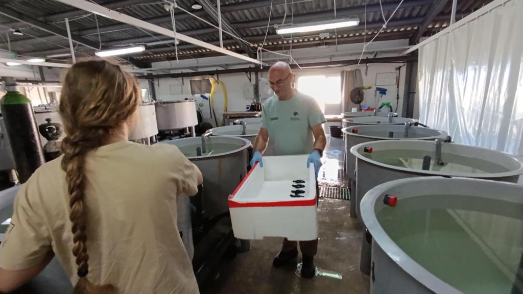 El veterinario Fernando Escribano devuelve las crías de tortuga boba a sus depósitos tras el pesaje.