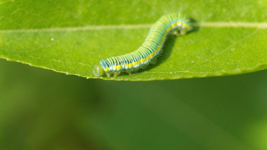 Oruga sobre la hoja de una planta.