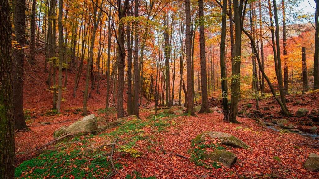 Un bosque en otoño.