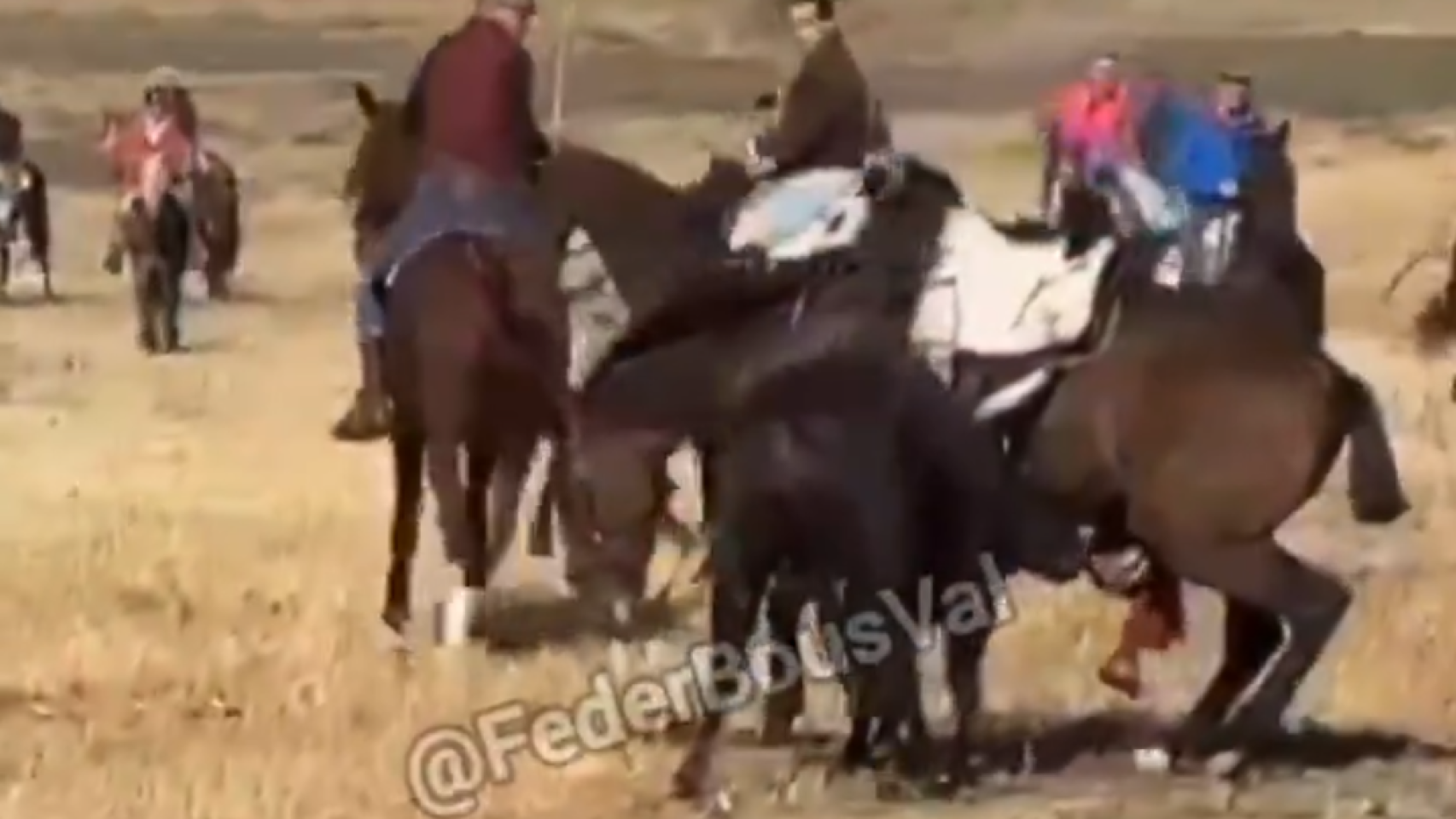 Un caballo muere corneado por un toro durante un encierro campero en Olmedo