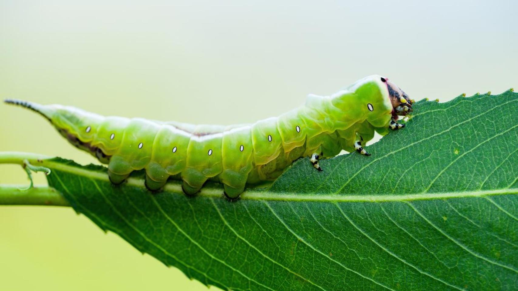 Gusano verde comiéndose la hoja de una planta.