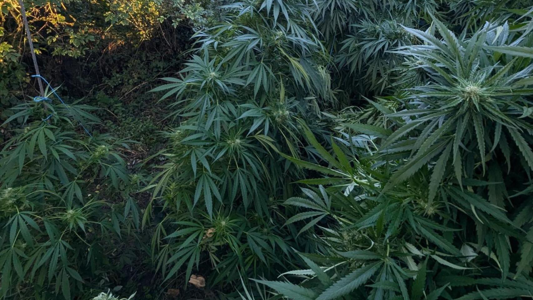 Plantas de marihuana encontradas en una finca de un pueblo de León