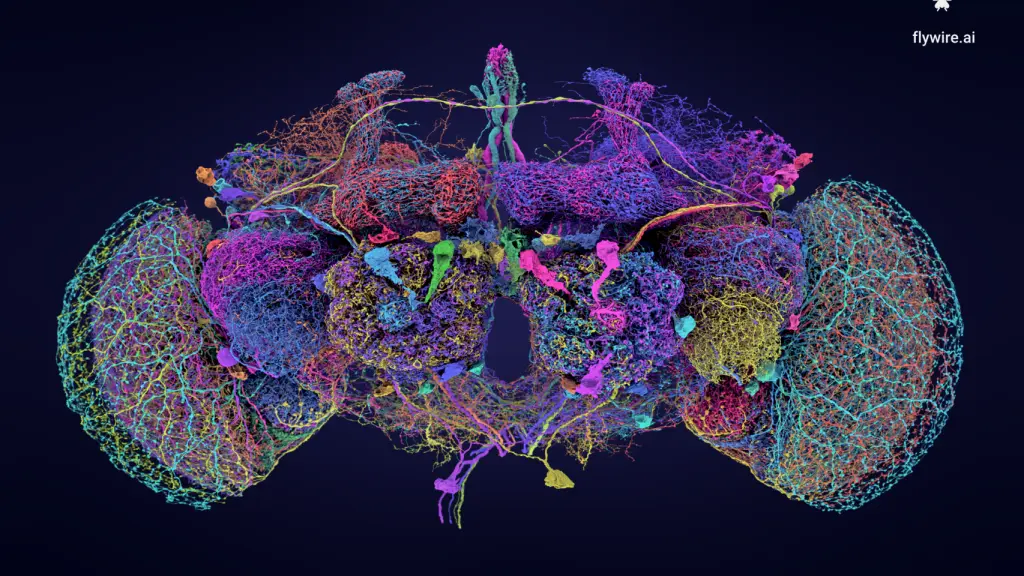 Las 50 mayores neuronas del conectoma del cerebro de la mosca.