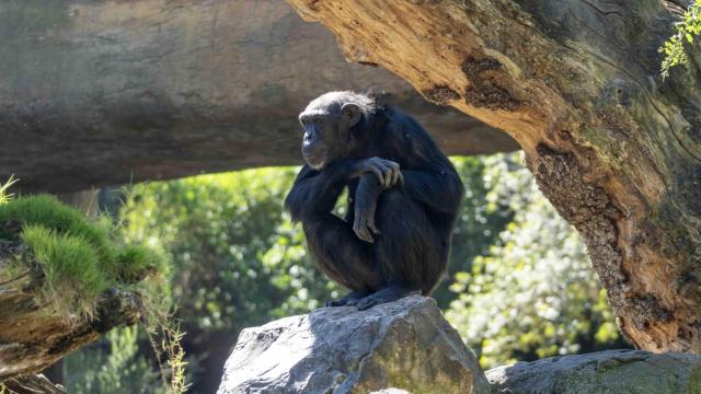 La chimpancé Natalia tras desprenderse de su cría fallecida en BIOPARC Valencia. Bioparc Valencia