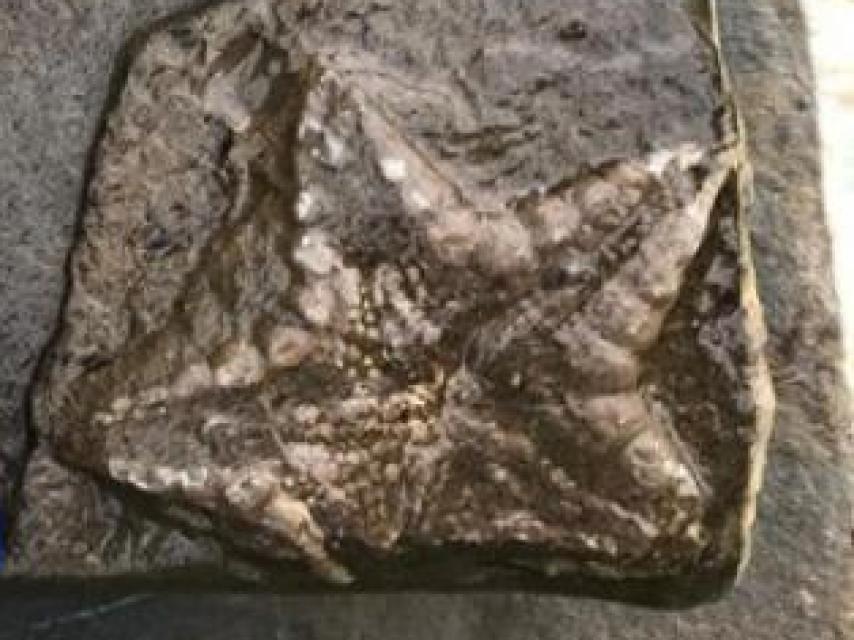 Fósil localizado en el Parque Nacional de Ordesa y Monte Perdido.