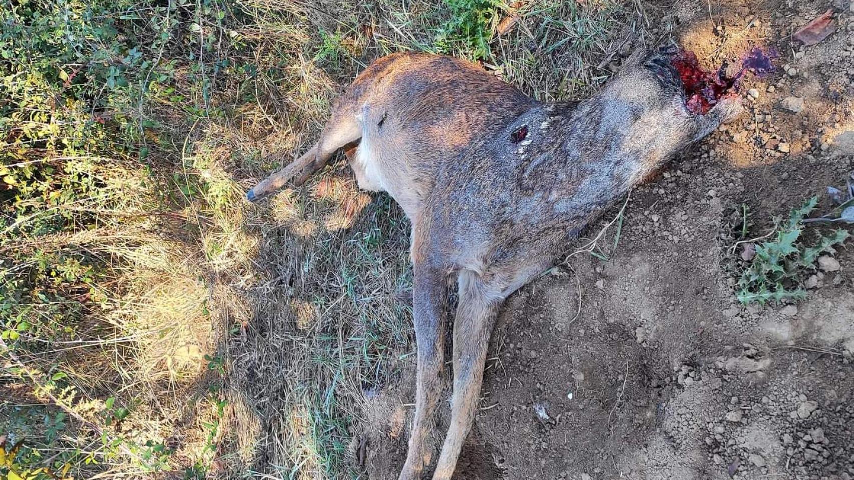 Macho de ciervo abatido a tiros en Zamora