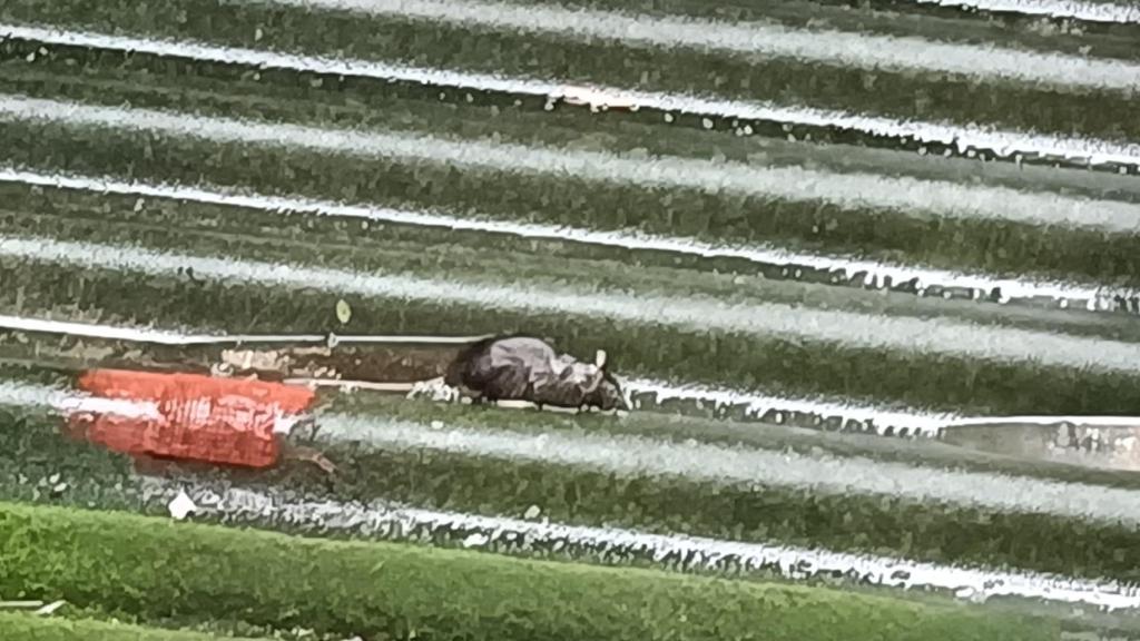 Ratas en los edificios abandonados de San Andrés